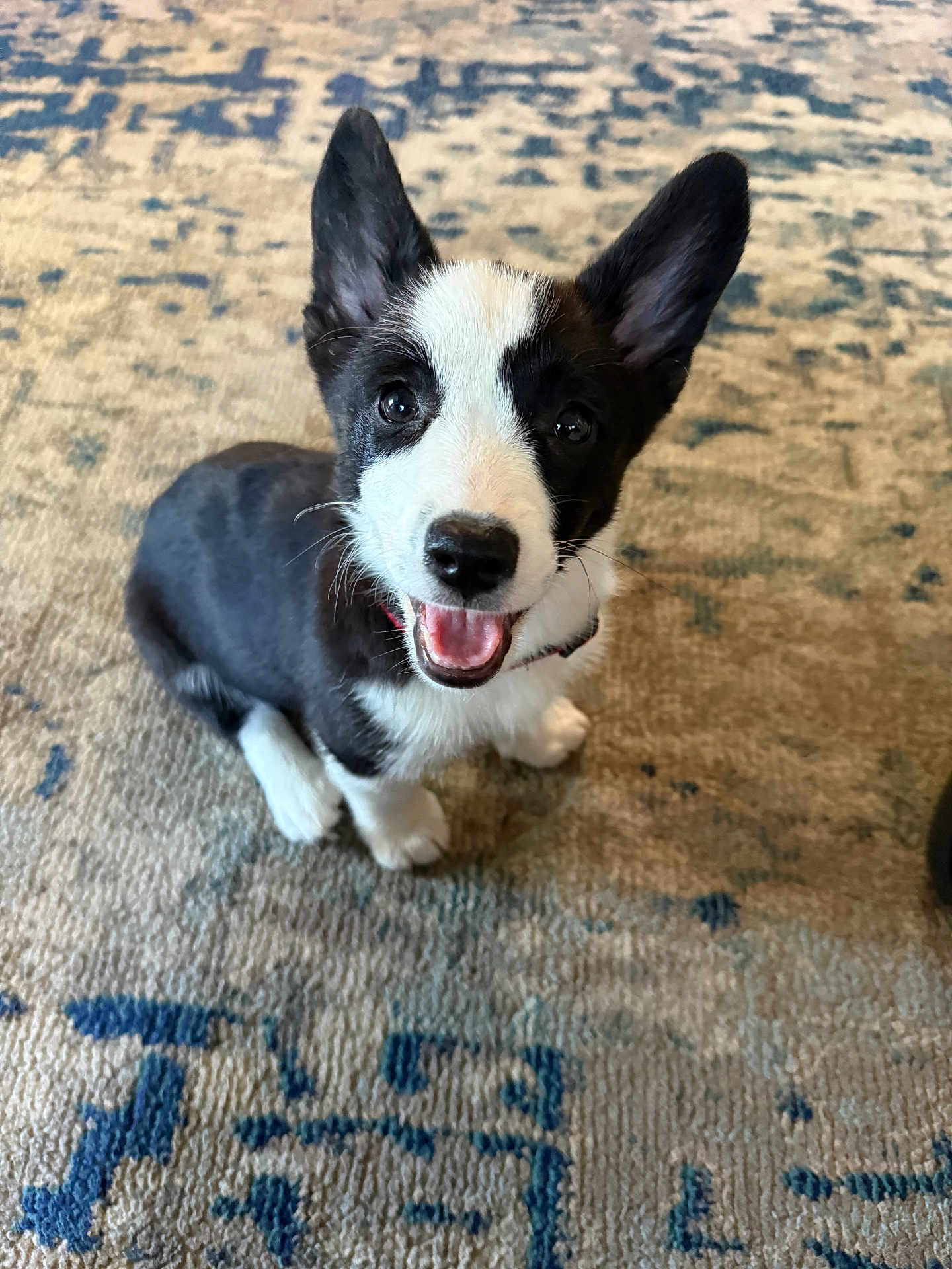 Irena joined the competition — help win amazing prizes! adorable, animal, black_and_white, canine, carpet, companion, cute, dog, domestic, ears, friendly, fur, indoor, looking_up, pet, playful, puppy, sitting, smiling, young