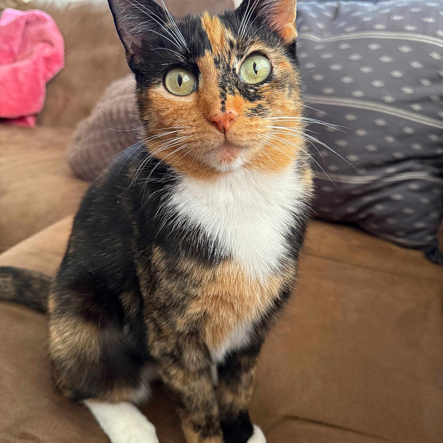 Lydia joined the competition — help win amazing prizes! abyssinian, animal, architecture, armchair, building, cat, chair, couch, cushion, furniture, hardwood, homedecor, indoors, kitten, livingroom, manx, pet, room, siamese, wood