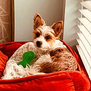 Baron joined the competition — help win amazing prizes! dog, pet, bed, orange, green_toy, window, blinds, fur, ears, cozy, indoor, animal, resting, blanket, cute, small_dog, looking_back, comfortable, home, light