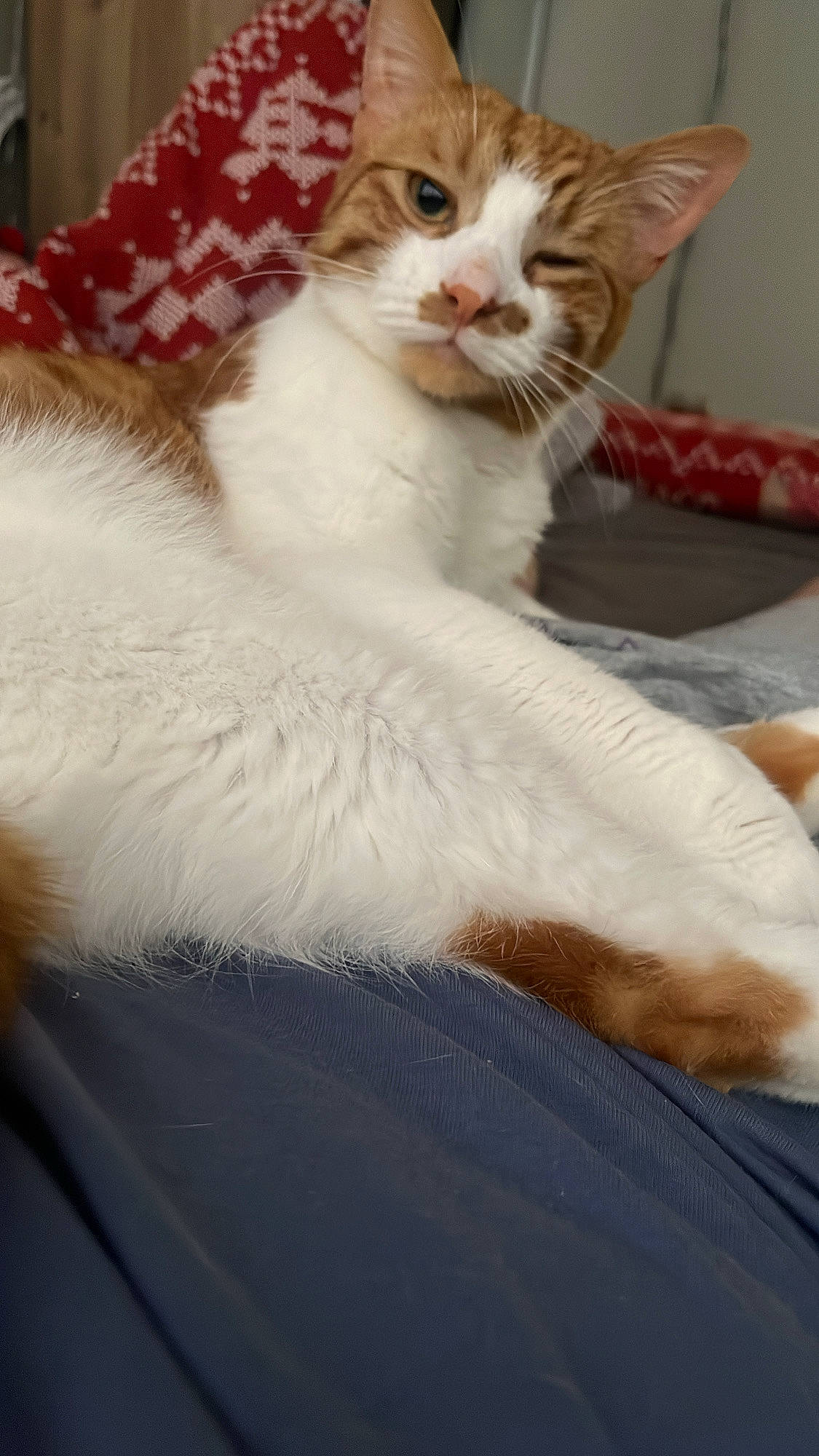 Aslan joined the competition — help win amazing prizes! carnivore, cat, cat_supply, claw, comfort, domestic_short_haired_cat, fawn, felidae, foot, fur, paw, pet_supply, sitting, small_to_medium_sized_cats, snout, tail, whiskers