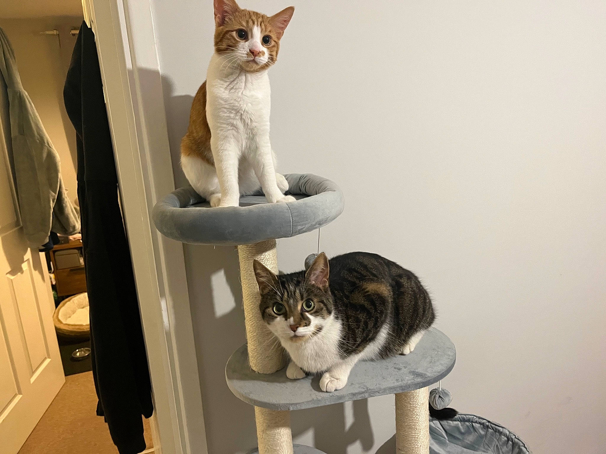 Aslan is registered to the contest to win money with this photo: carnivore, cat, cat_supply, comfort, domestic_short_haired_cat, door, felidae, fur, grey, paw, pet_supply, shelf, small_to_medium_sized_cats, tail, whiskers, wood