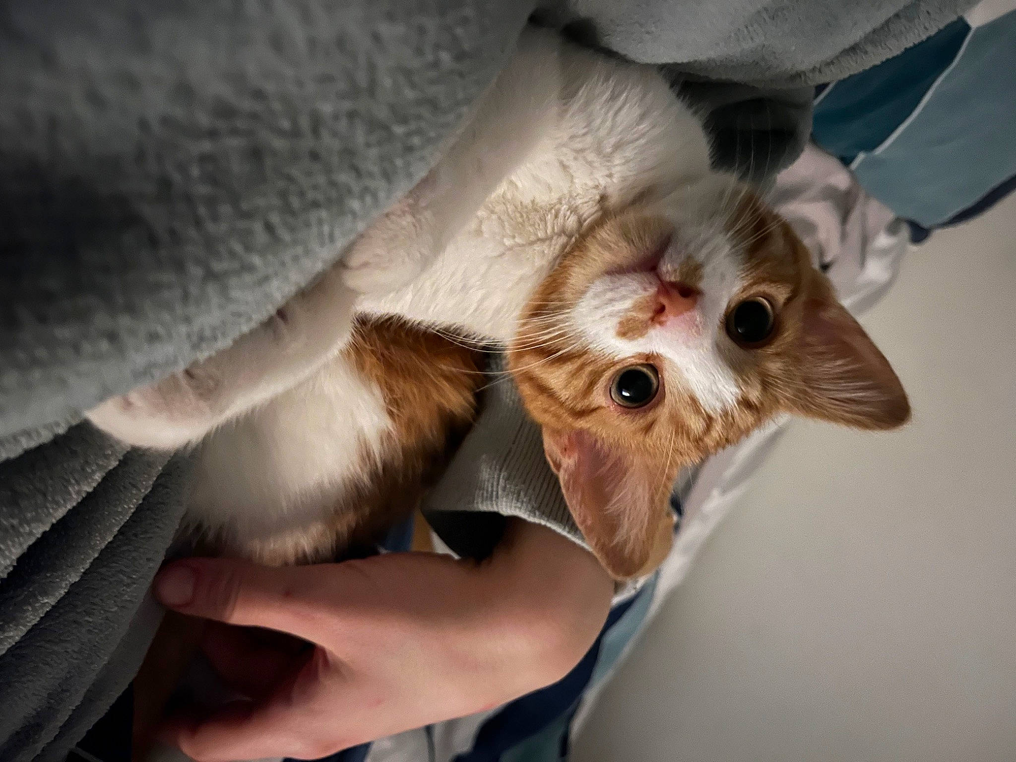 Aslan is registered to the contest to win money with this photo: bat, canidae, carnivore, cat, claw, comfort, domestic_short_haired_cat, ear, fawn, felidae, fur, gesture, nail, paw, small_to_medium_sized_cats, snout, whiskers