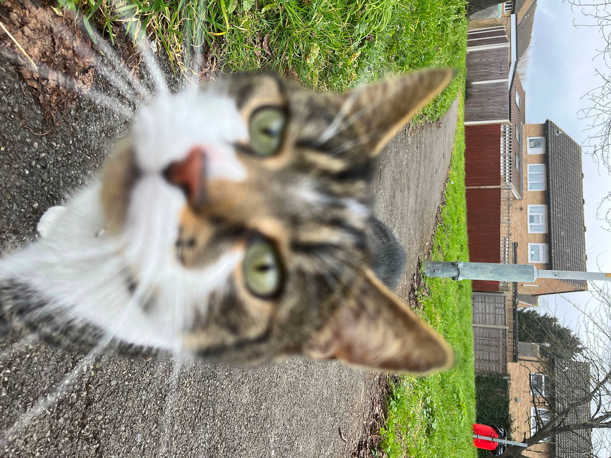 Frodo is registered to the contest to win money with this photo: art, carnivore, cat, claw, domestic_short_haired_cat, felidae, fur, grass, paw, plant, small_to_medium_sized_cats, snout, tail, terrestrial_animal, tree, whiskers, wildlife, window, wood