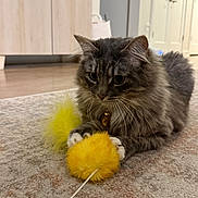 Jasper joined the competition — help win amazing prizes! animal, bell, cabinet, carpet, cat, collar, door, ears, floor, fluffy, furniture, gray_cat, home, indoor, paws, pet, playing, toy, whiskers, yellow_toy