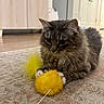 animal, bell, cabinet, carpet, cat, collar, door, ears, floor, fluffy, furniture, gray_cat, home, indoor, paws, pet, playing, toy, whiskers, yellow_toy