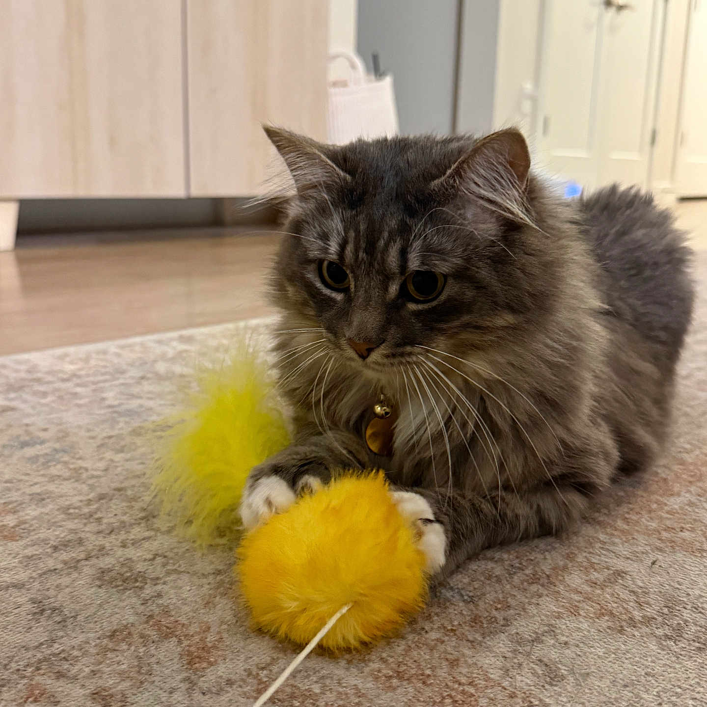 Jasper joined the competition — help win amazing prizes! animal, bell, cabinet, carpet, cat, collar, door, ears, floor, fluffy, furniture, gray_cat, home, indoor, paws, pet, playing, toy, whiskers, yellow_toy