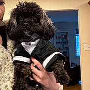 Oliver joined the competition — help win amazing prizes! dog, black_dog, pet, tuxedo, clothing, person, hand, fur, cute, indoor, home, portrait, animal, furry, small_dog, holding, cute_pet, cozy, fashion, adorable
