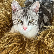 Arlo a rejoint le concours — aidez-le/la à gagner de superbes lots ! cat, tabby, close_up, fur, pink_nose, green_eyes, curly_cushion, fluffy, cozy, pet, animal, resting, indoor, cute, mammal, whiskers, face, relaxed, feline, soft_texture