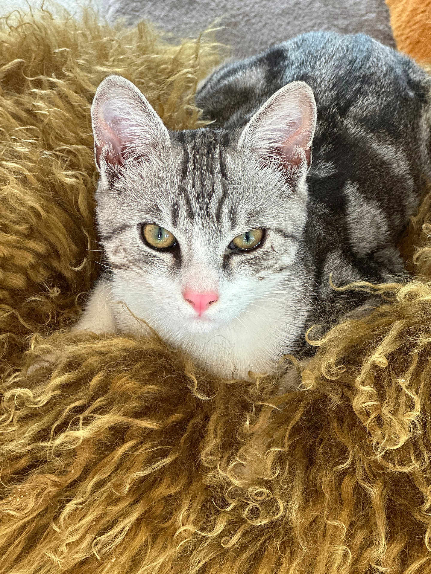 Arlo a rejoint le concours — aidez-le/la à gagner de superbes lots ! cat, tabby, close_up, fur, pink_nose, green_eyes, curly_cushion, fluffy, cozy, pet, animal, resting, indoor, cute, mammal, whiskers, face, relaxed, feline, soft_texture