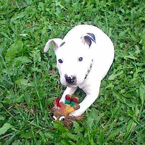 Tyson
