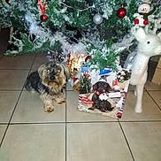 Guizmo a rejoint le concours — aidez-le/la à gagner de superbes lots ! carnivoran, christmas, christmas_decoration, christmas_ornament, christmas_tree, dog, dog_breed, dog_like_mammal, holiday, mammal, shih_tzu, vertebrate, yorkshire_terrier
