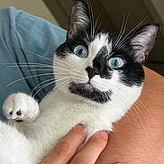 Beans is registered to the contest to win money with this photo: cat, kitten, black_and_white, tuxedo_cat, blue_eyes, whiskers, paw, pink_paw_pads, fur, pet, animal, close_up, portrait, indoors, human_hand, cuddling, relaxed, cute, fluffy, facial_markings