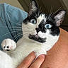 cat, kitten, black_and_white, tuxedo_cat, blue_eyes, whiskers, paw, pink_paw_pads, fur, pet, animal, close_up, portrait, indoors, human_hand, cuddling, relaxed, cute, fluffy, facial_markings