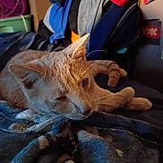 Karter is registered to the contest to win money with this photo: cat, ginger_cat, tabby, pet, blanket, bed, sleepy, whiskers, paw, fur, indoors, clothes, laundry, cozy, portrait, soft_texture, relaxing, sticker, furniture, home