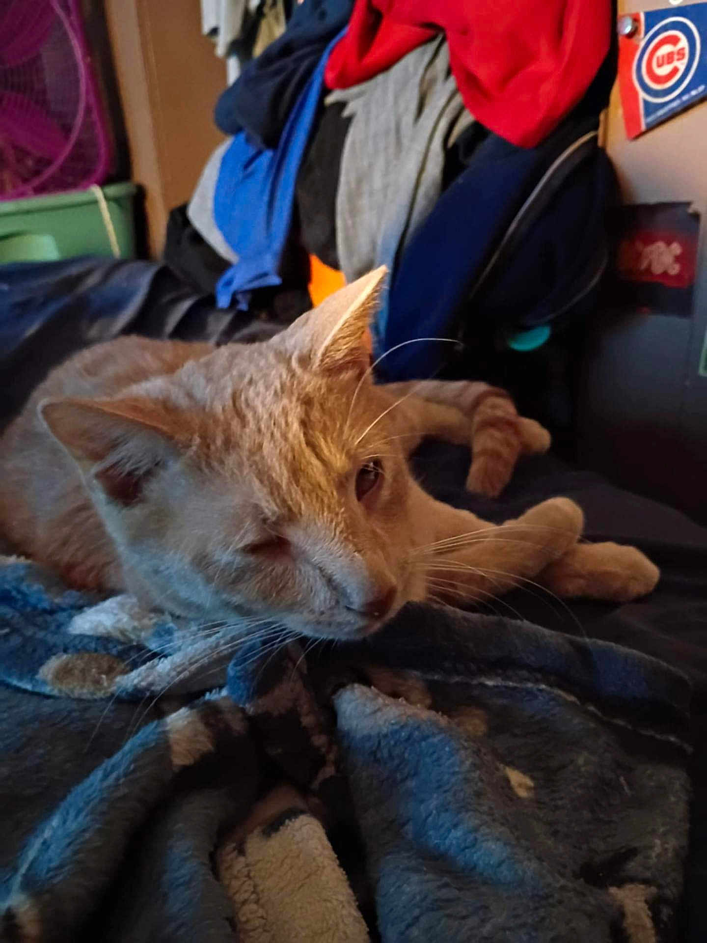 Karter is registered to the contest to win money with this photo: cat, ginger_cat, tabby, pet, blanket, bed, sleepy, whiskers, paw, fur, indoors, clothes, laundry, cozy, portrait, soft_texture, relaxing, sticker, furniture, home