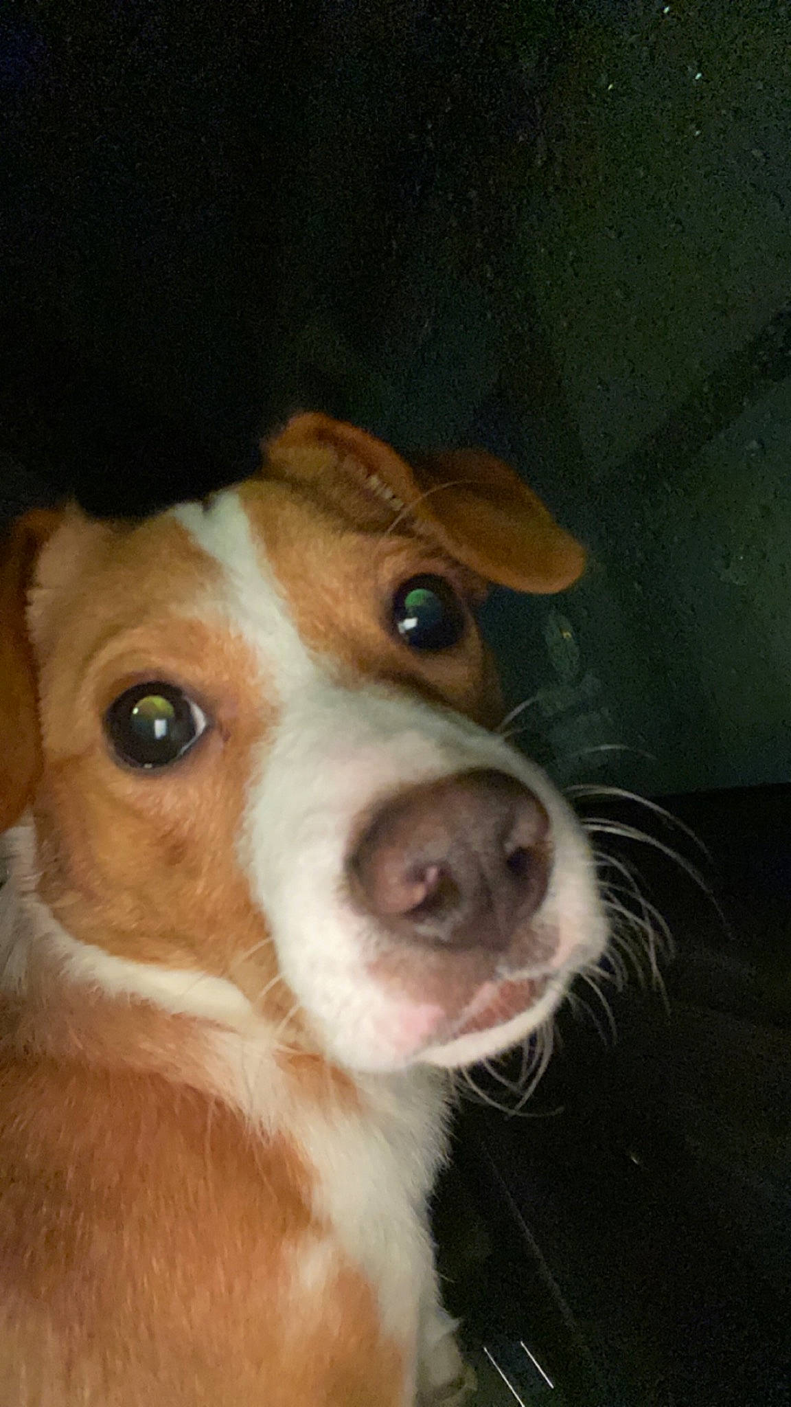 Tuti participe au concours pour gagner de l'argent avec cette photo : ancient_dog_breeds, canidae, carnivore, companion_dog, dog, dog_breed, ear, fawn, fur, hunting_dog, liver, puppy, snout, sporting_group, whiskers, working_animal