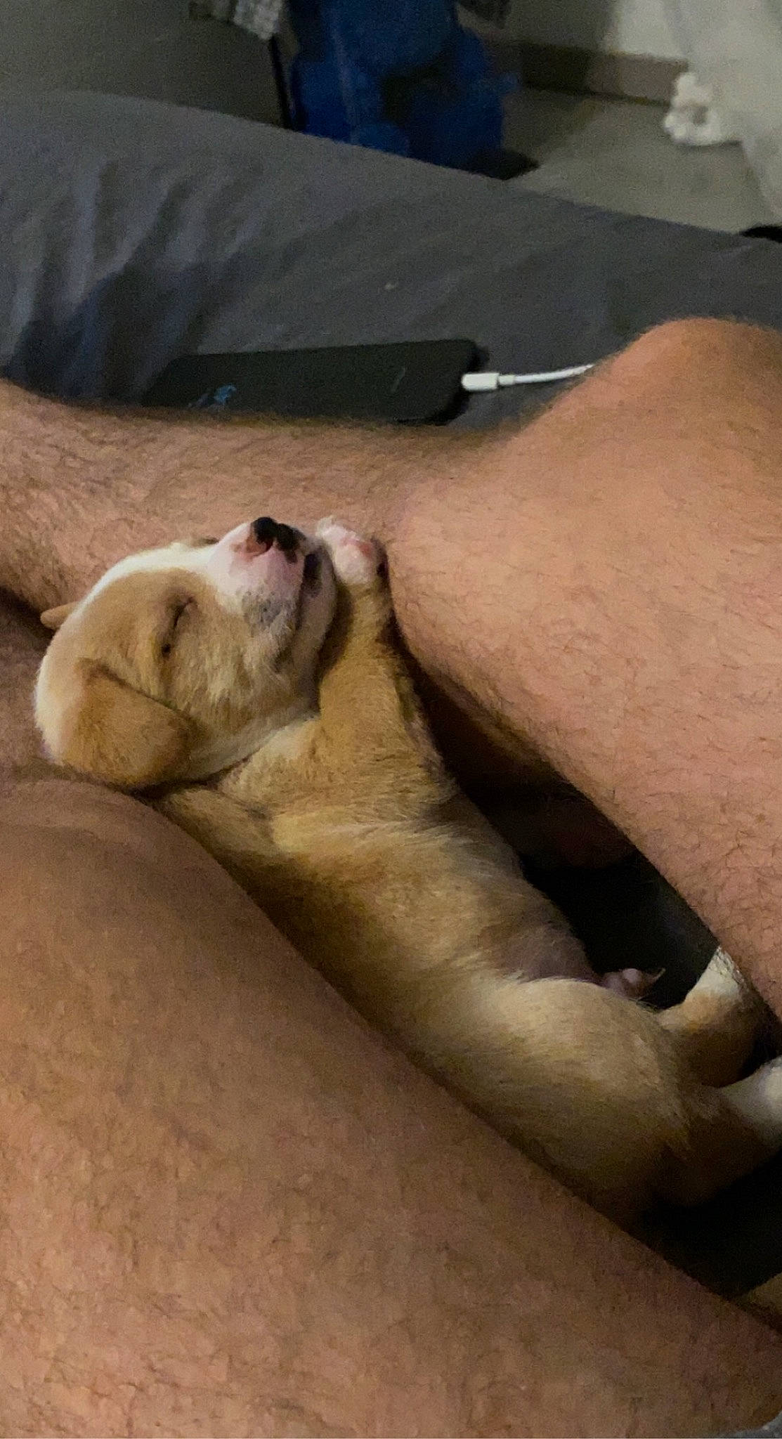 Tuti a rejoint le concours — aidez-le/la à gagner de superbes lots ! barefoot, carnivore, comfort, fawn, foot, fur, gesture, human_leg, knee, marine_mammal, nail, paw, seal, snout, terrestrial_animal, toe, whiskers, wildlife, wood, wrist