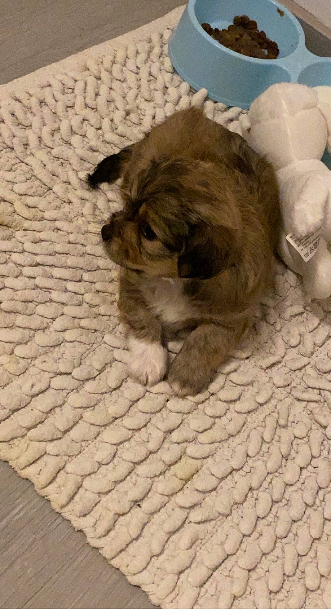 Tuti a rejoint le concours — aidez-le/la à gagner de superbes lots ! canidae, carnivore, comfort, companion_dog, dog, dog_breed, fawn, felidae, floor, flooring, fur, liver, paw, snout, sporting_group, terrestrial_animal, toy_dog, whiskers, working_animal, wrinkle