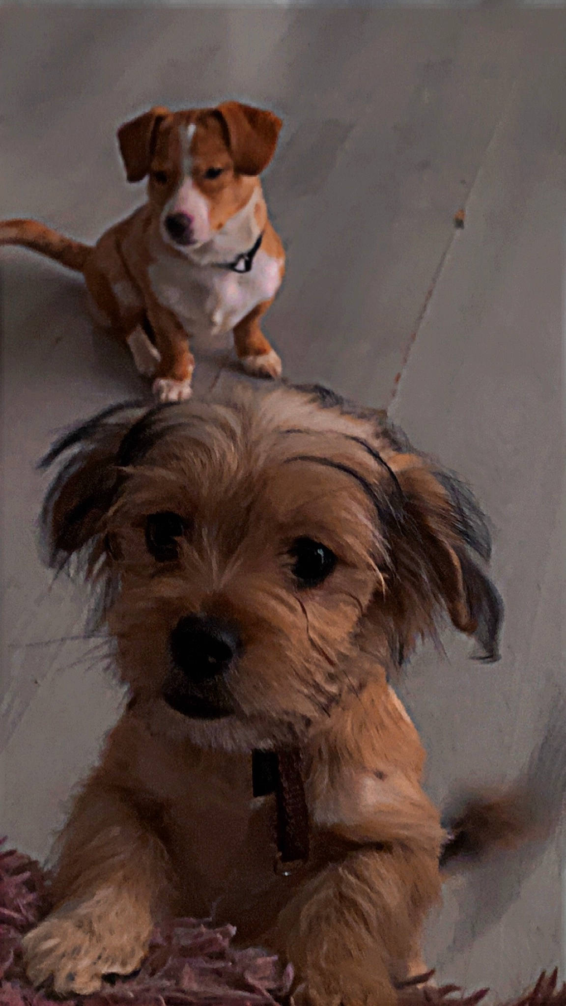 Tuti participe au concours pour gagner de l'argent avec cette photo : biewer_terrier, canidae, carnivore, companion_dog, dog, dog_breed, dog_collar, dog_supply, fawn, fur, liver, pet_supply, puppy, puppy_love, small_terrier, snout, sporting_group, terrier, toy_dog, working_animal