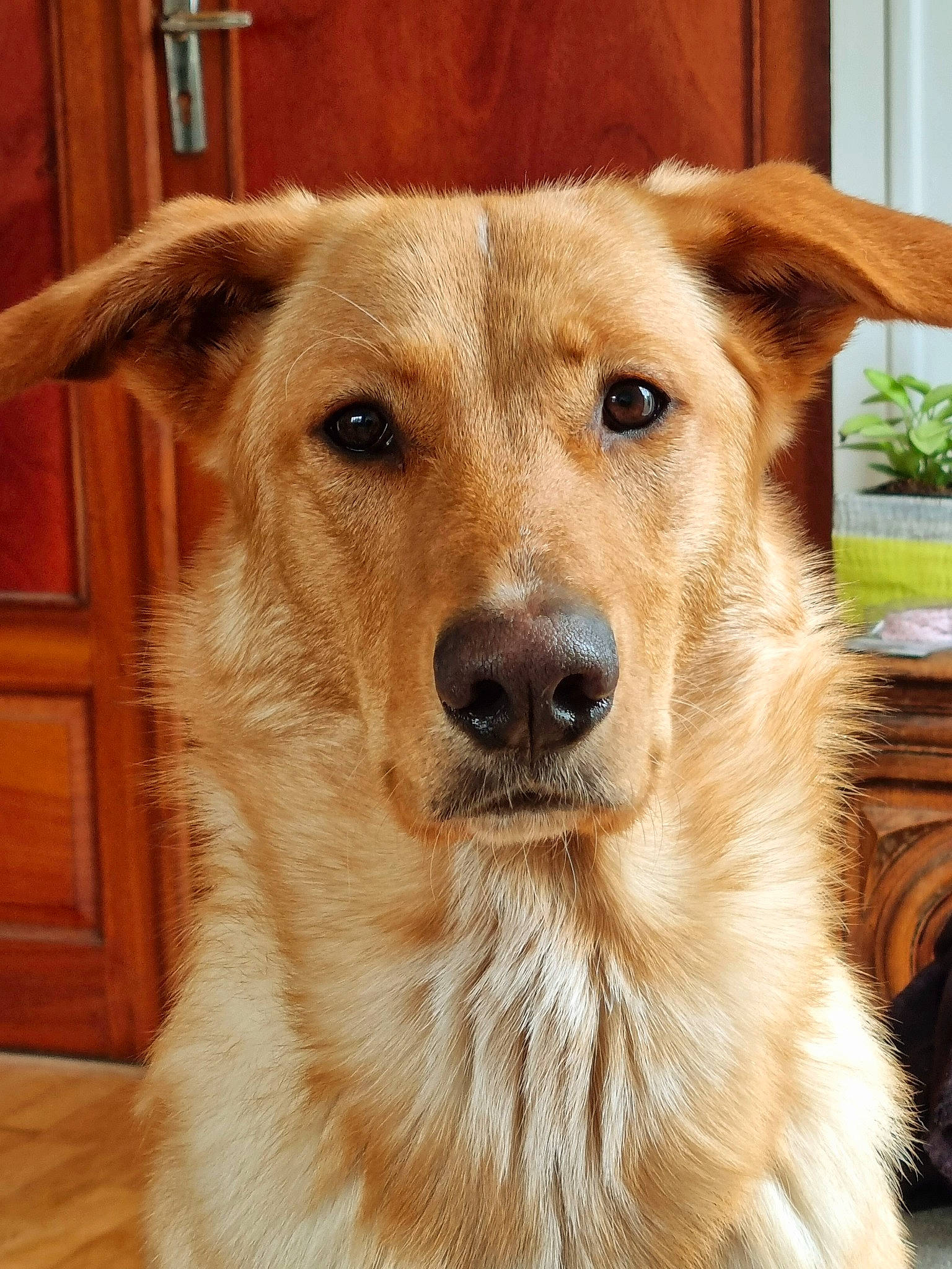 Haru a rejoint le concours — aidez-le/la à gagner de superbes lots ! canidae, carnivore, collar, companion_dog, dog, dog_breed, dog_collar, door, fawn, flooring, fur, hardwood, pet_supply, plant, snout, sporting_group, terrestrial_animal, whiskers, wood, working_animal