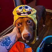 Bones is registered to the contest to win money with this photo: dog, brown_dog, yellow_hat, knitted_hat, cartoon_face, tattoo, tattooed_arm, hand, wooden_floor, laundry_basket, clothes, indoor, red_wall, looking_up, close_up, pet, cute, animal, portrait, cozy