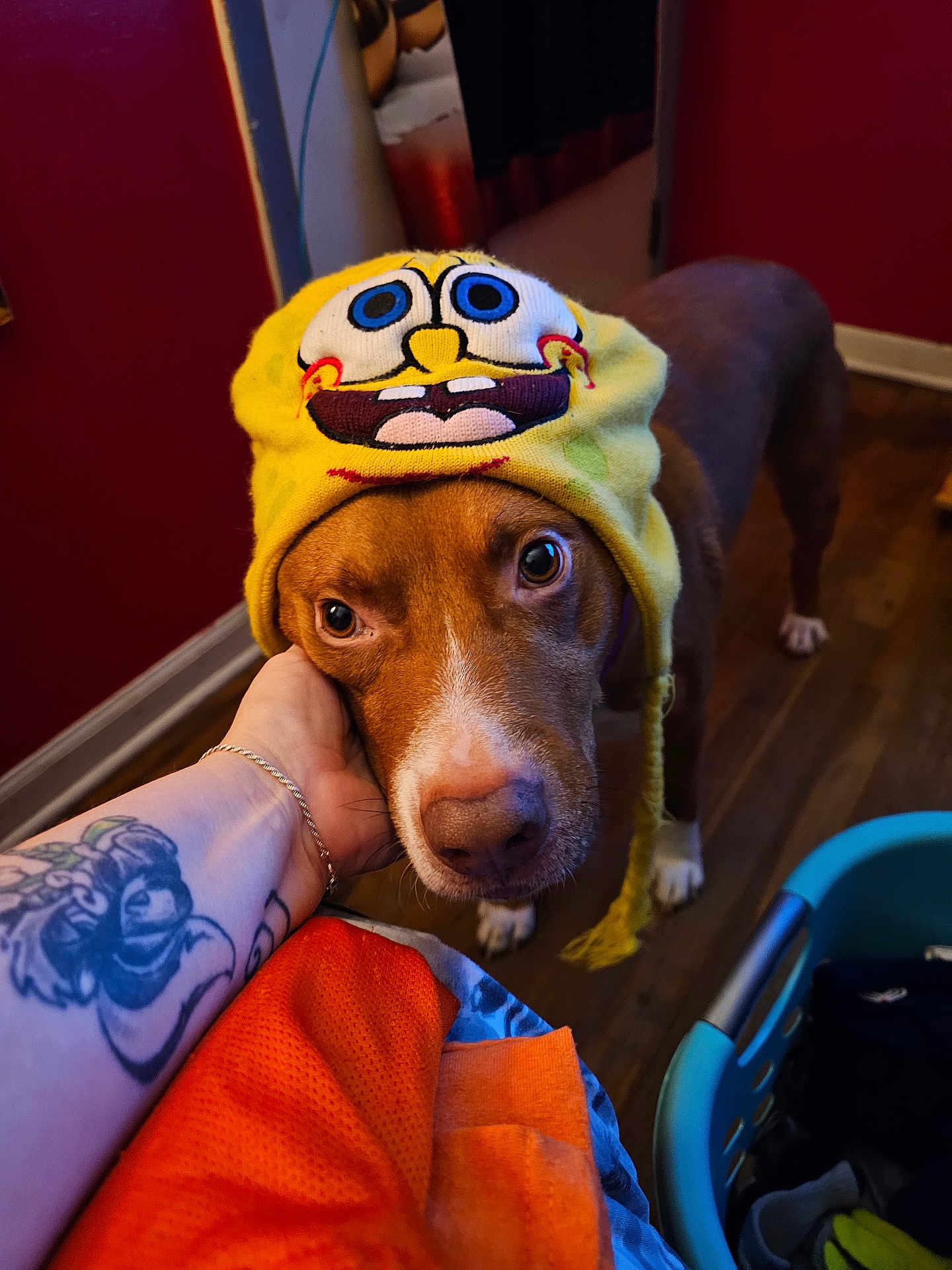 Bones is registered to the contest to win money with this photo: dog, brown_dog, yellow_hat, knitted_hat, cartoon_face, tattoo, tattooed_arm, hand, wooden_floor, laundry_basket, clothes, indoor, red_wall, looking_up, close_up, pet, cute, animal, portrait, cozy