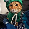 Cersei joined the competition — help win amazing prizes! cat, orange_tabby, hoodie, green_hoodie, costume, pet, whiskers, indoor, bed, blanket, striped_blanket, cute, animal, feline, eyes, face, portrait, sitting, domestic_cat, furry
