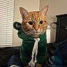 Cersei joined the competition — help win amazing prizes! cat, orange_tabby, hoodie, green_hoodie, pet_clothing, indoor, bed, bedding, curious, animal, pet, feline, whiskers, ears, face, looking, cozy, window_blinds, furniture, cute