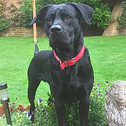 Stark is registered to the contest to win money with this photo: dog, black_dog, collar, garden, grass, flower, greenery, statue, lion_statue, plant, outdoor, pet, animal, nature, brick_wall, birdhouse, shrub, alert, standing, daylight