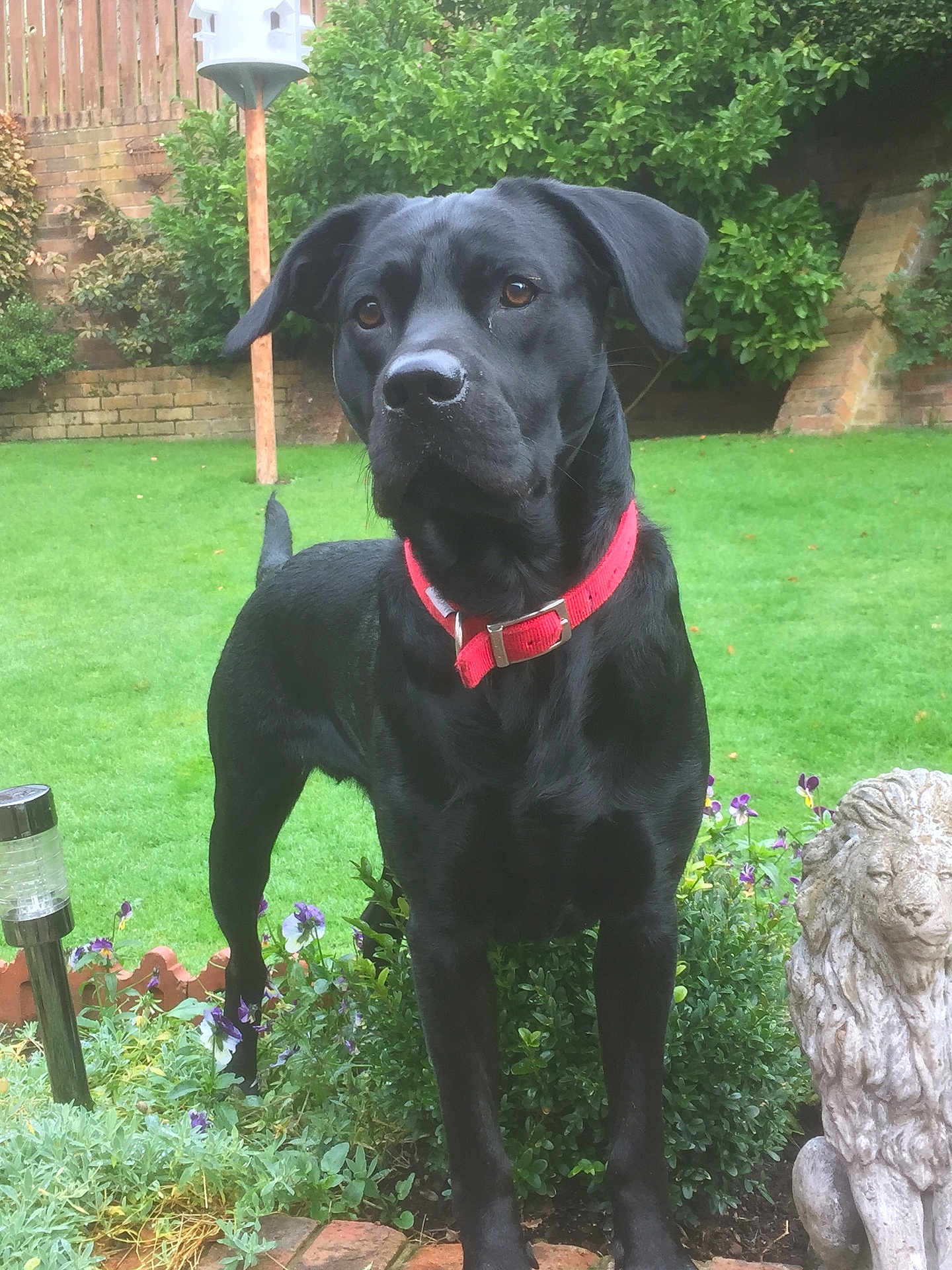 Stark is registered to the contest to win money with this photo: dog, black_dog, collar, garden, grass, flower, greenery, statue, lion_statue, plant, outdoor, pet, animal, nature, brick_wall, birdhouse, shrub, alert, standing, daylight