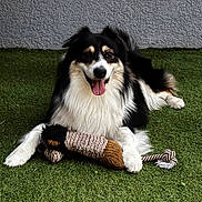 Ulysse participe au concours pour gagner de l'argent avec cette photo : dog, toy, plush_toy, grass, outdoor, pet, happy, tongue_out, black_and_white_dog, fur, animal, playful, laying_down, canine, pet_toy, relaxed, smiling, paw, close_up, companion