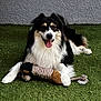 dog, toy, plush_toy, grass, outdoor, pet, happy, tongue_out, black_and_white_dog, fur, animal, playful, laying_down, canine, pet_toy, relaxed, smiling, paw, close_up, companion
