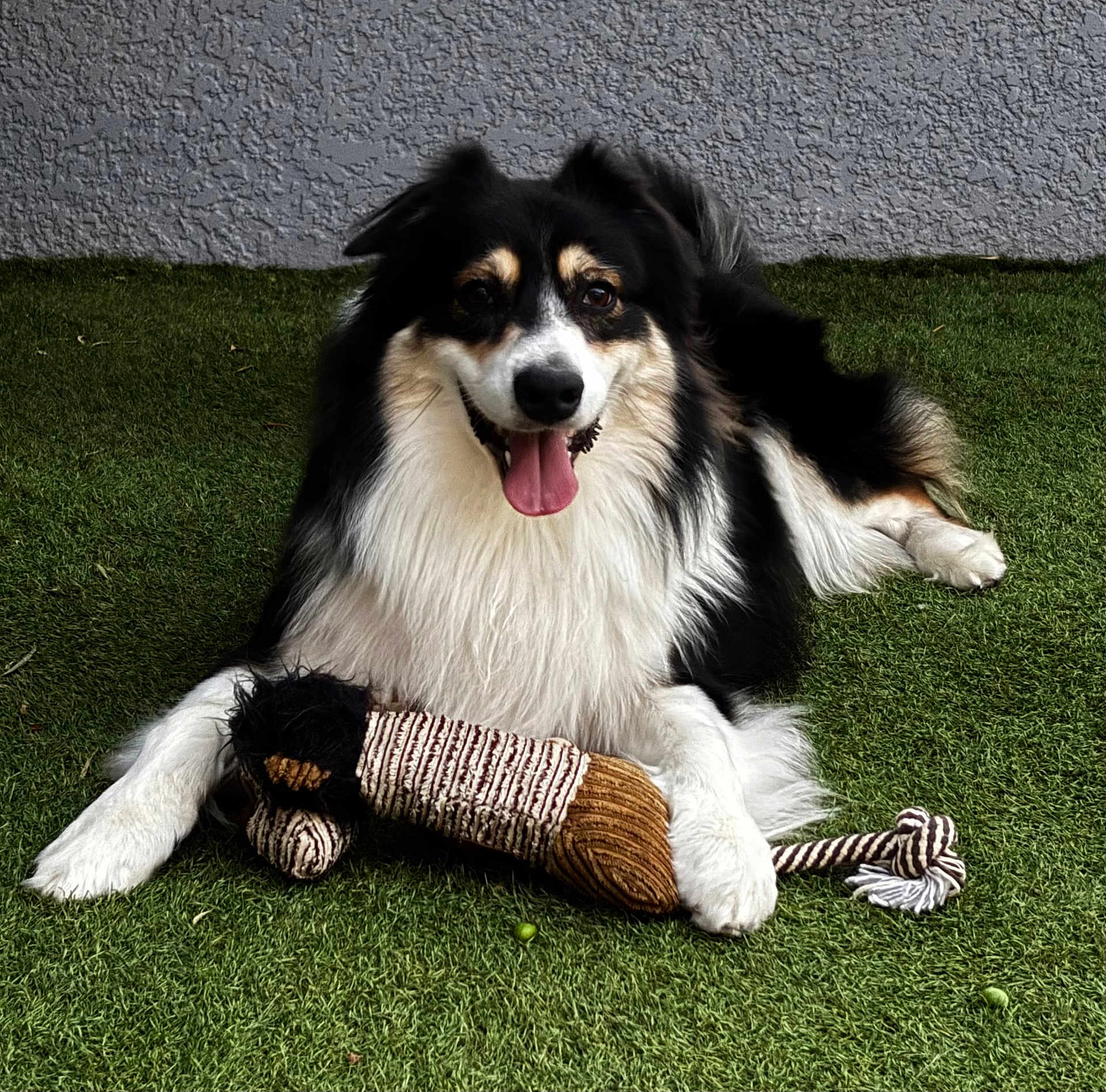 Ulysse participe au concours pour gagner de l'argent avec cette photo : dog, toy, plush_toy, grass, outdoor, pet, happy, tongue_out, black_and_white_dog, fur, animal, playful, laying_down, canine, pet_toy, relaxed, smiling, paw, close_up, companion