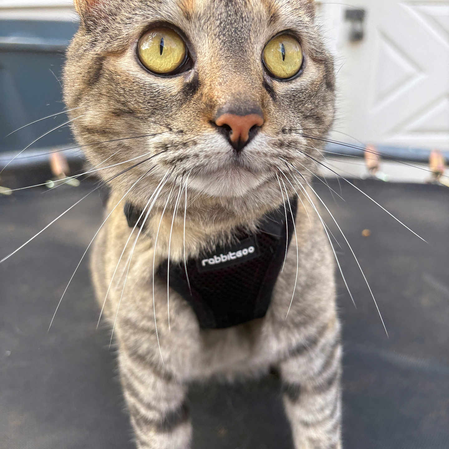 Nova joined the competition — help win amazing prizes! abyssinian, accessories, animal, cat, egyptiancat, electronics, formalwear, harness, kitten, leash, manx, necktie, pet, snout, strap, tie