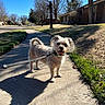 dog, small_dog, walking, leash, sidewalk, suburban, neighborhood, outdoors, sunny, blue_sky, trees, grass, houses, residential, portrait, fluffy, smiling, standing, pet, daylight