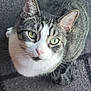 Mocha is registered to the contest to win money with this photo: cat, tabby_cat, green_eyes, close_up, pet, feline, indoor, looking_up, whiskers, fur, curious, animal, mammal, cute, face, ears, nose, texture, gray_background, white_chest