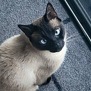 Mocha is registered to the contest to win money with this photo: cat, siamese, blue_eyes, curious, indoor, carpet, window, pet, animal, feline, whiskers, fur, ears, looking_up, domestic, cute, portrait, mammal, close_up, sitting