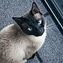 cat, siamese, blue_eyes, curious, indoor, carpet, window, pet, animal, feline, whiskers, fur, ears, looking_up, domestic, cute, portrait, mammal, close_up, sitting