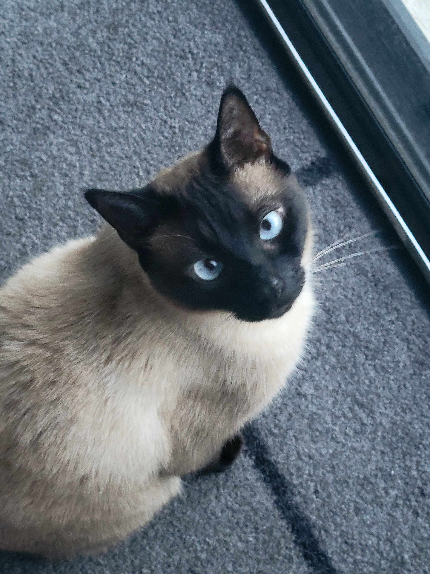Mocha is registered to the contest to win money with this photo: cat, siamese, blue_eyes, curious, indoor, carpet, window, pet, animal, feline, whiskers, fur, ears, looking_up, domestic, cute, portrait, mammal, close_up, sitting