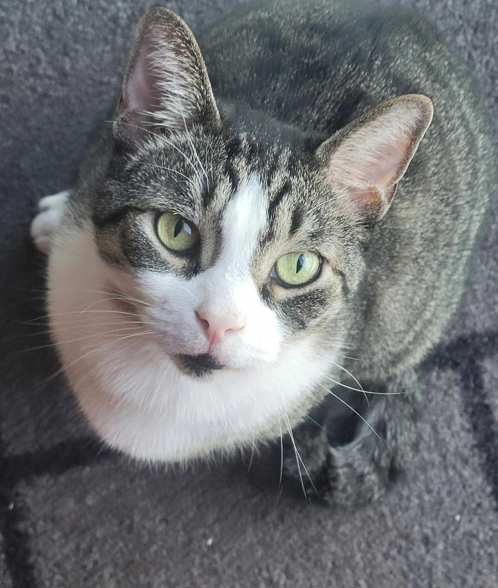 Milou