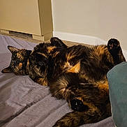 Rasta is registered to the contest to win money with this photo: cat, tortoiseshell_cat, pet, indoor, bed, blanket, feline, relaxed, fur, paws, resting, cozy, animal, comfort, carpet, radiator, wall, cute, sleepy, domestic