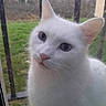 Pepsy a rejoint le concours — aidez-le/la à gagner de superbes lots ! cat, white_cat, blue_eyes, close_up, window, bars, outdoor, grass, curious, pet, animal, feline, whiskers, ears, face, fur, nature, daylight, portrait, looking