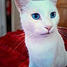 Pepsy participe au concours pour gagner de l'argent avec cette photo : cat, white_cat, blue_eyes, pet, animal, feline, indoor, red_blanket, fur, whiskers, closeup, portrait, sitting, cute, domestic_animal, soft_light, relaxed, household, companion, curious