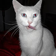 Pepsy a rejoint le concours — aidez-le/la à gagner de superbes lots ! cat, white_cat, blue_eyes, tongue_out, licking, pet, animal, feline, whiskers, fur, indoor, red_blanket, cute, funny_expression, close_up, sitting, night, domestic_cat, portrait, muzzle