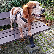 Dick participe au concours pour gagner de l'argent avec cette photo : dog, bench, leash, harness, outdoor, park, greenery, cobblestone, fur, pet, canine, nature, smiling, animal, walking, leaf, daylight, side_view, happy, garden