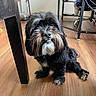 Frank joined the competition — help win amazing prizes! animal, beard, black_dog, cozy, cute, dog, flooring, fur, furniture, home, indoor, looking, office_chair, paw, pet, sitting, small_dog, table_leg, whiskers, wooden_floor