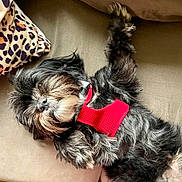 Frank joined the competition — help win amazing prizes! animal, black, blanket, brown, couch, cozy, cute, dog, fluffy, fur, home, indoor, leopard_print, lying_down, paw, pet, red_harness, relaxed, resting, small_dog