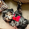 animal, black, blanket, brown, couch, cozy, cute, dog, fluffy, fur, home, indoor, leopard_print, lying_down, paw, pet, red_harness, relaxed, resting, small_dog