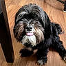 Frank joined the competition — help win amazing prizes! adorable, animal, beard, black_fur, companion, cute, dog, domestic, friendly, fur, gray_fur, household, indoor, mustache, pet, sitting, small_dog, table_leg, tongue_out, wooden_floor