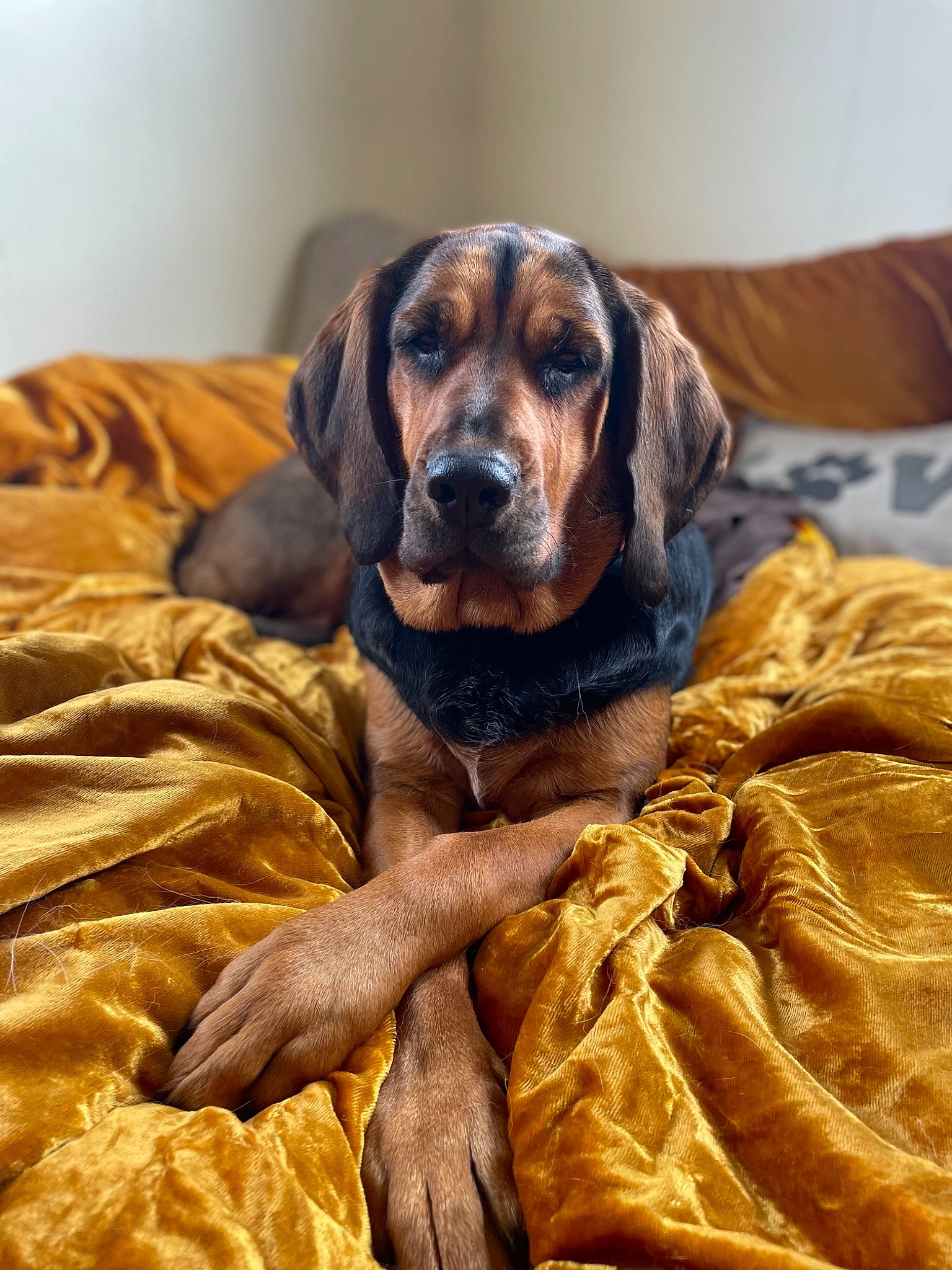 Bayou joined the competition — help win amazing prizes! brown, canidae, carnivore, comfort, companion_dog, dog, dog_breed, dog_supply, fawn, fur, guard_dog, gun_dog, hound, liver, mammal, natural_material, snout, sporting_group, wood, working_animal